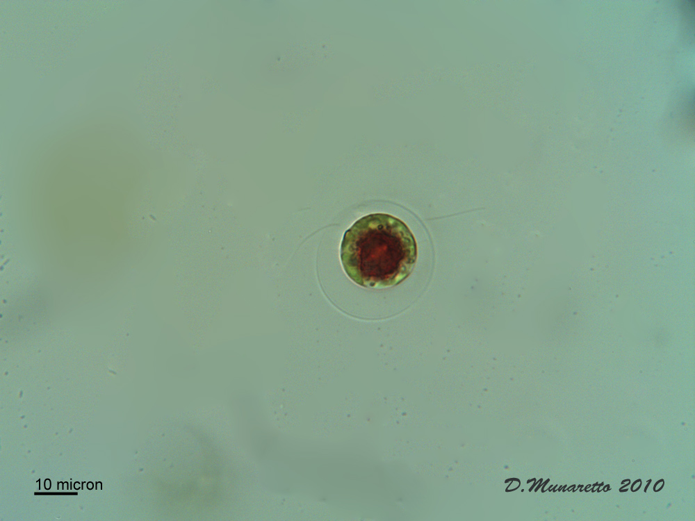 Haematococcus pluvialis